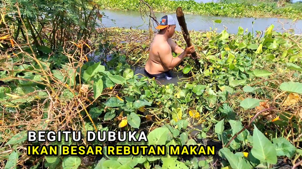 Edan.. Dapak Lele, Sombro, nila dan tawes mancing dalam satu lobang