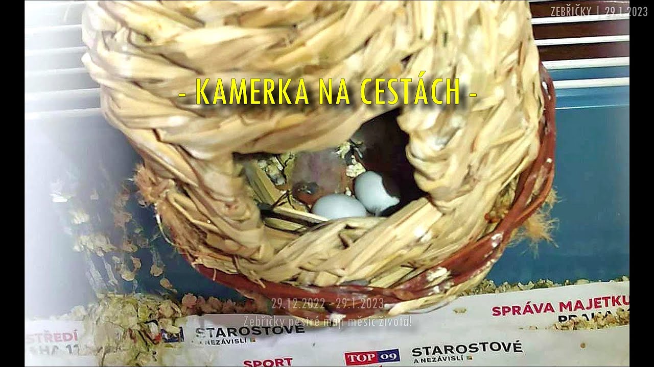 2023.01.29. • Zebřičky pestré mají měsíc života! | KAMERKA NA CESTÁCH
