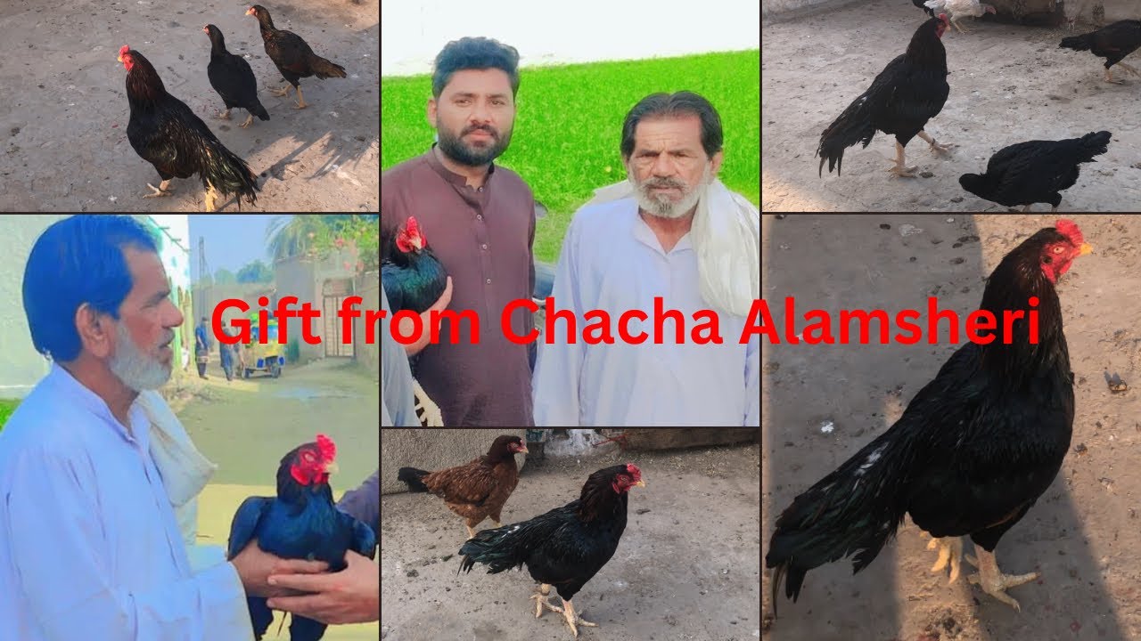 Chacha Alamsheri wala Mushka Aseel murga with his 8 month old Son and daughters.