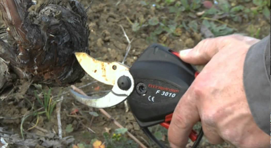DE - Elektronische Astschere F3010 im Weinbau - INFACO