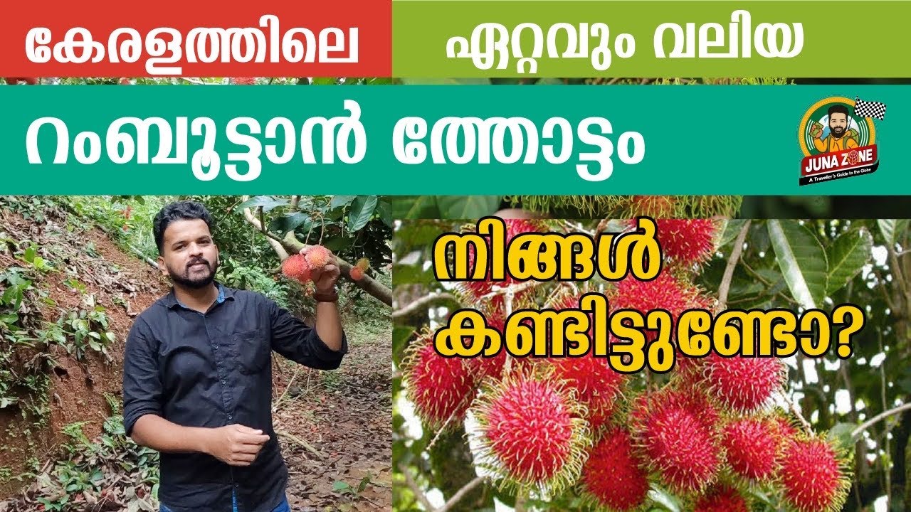 75 ഏക്കറിൽ റംബുട്ടാൻ കൃഷി നടത്തി ലക്ഷങ്ങൾ സമ്പാദിക്കുന്ന കർഷകൻ | Biggest Rambutan farm in Kerala