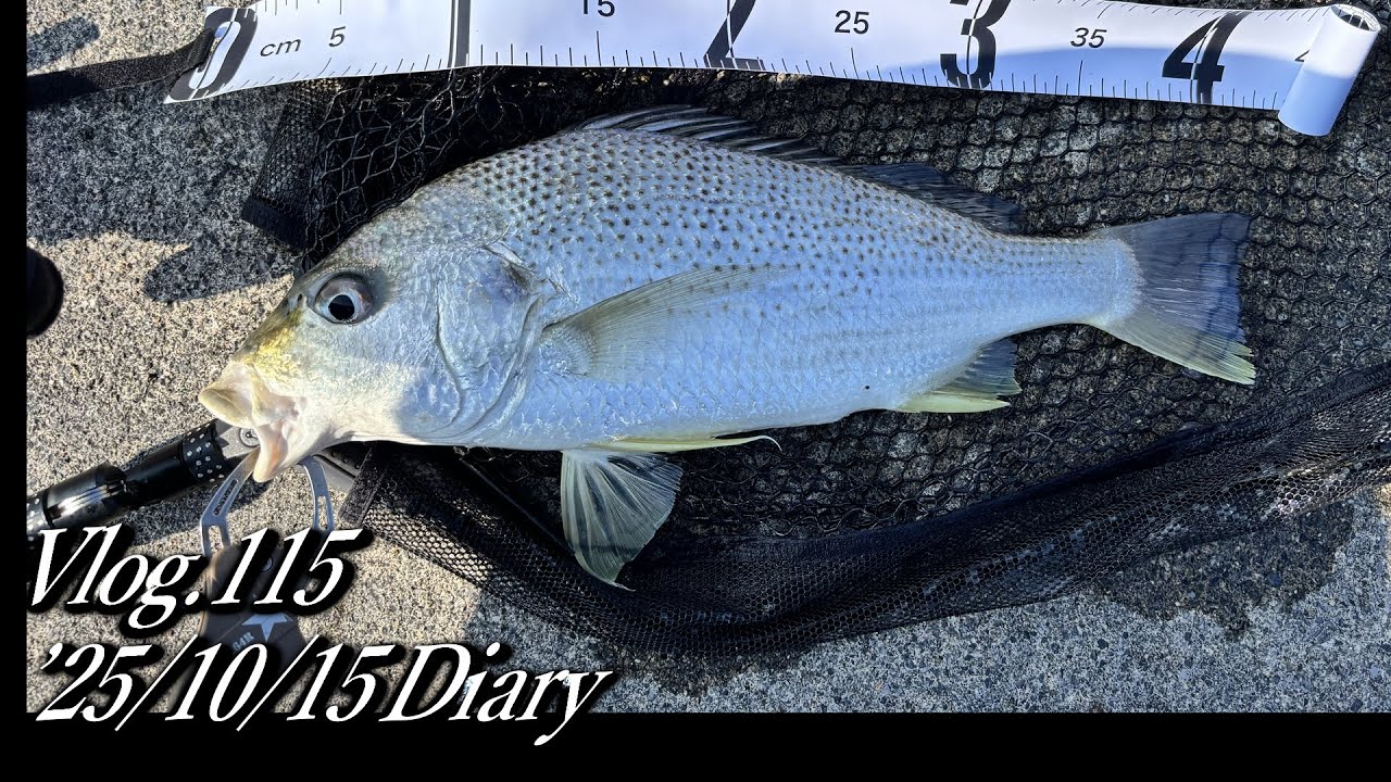 【ルアー釣り】堤防でホシミゾイサキ、メッキ、オジサン、カマス　Vlog.115  '25年10月15日　#沖縄 #ルアー釣り #ワーミング　#マイクロショアゲーム　＃ショアジギング
