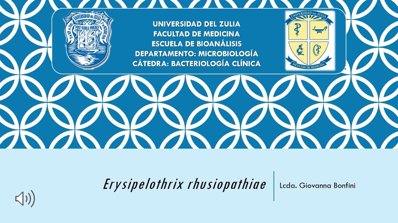 Tema 4 Erysipelothrix rhusiopathiae