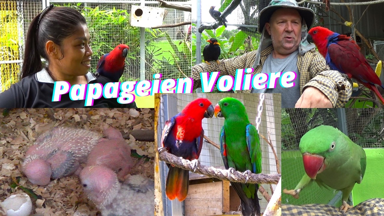 Die neue Voliere ist fertig, der Umzug ist vollzogen.  Wie kommen die Vögel damit zurecht?