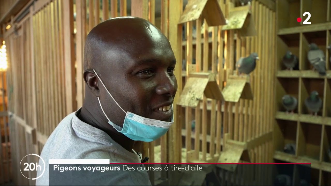 Pigeons voyageurs   Des courses à tire d'aile