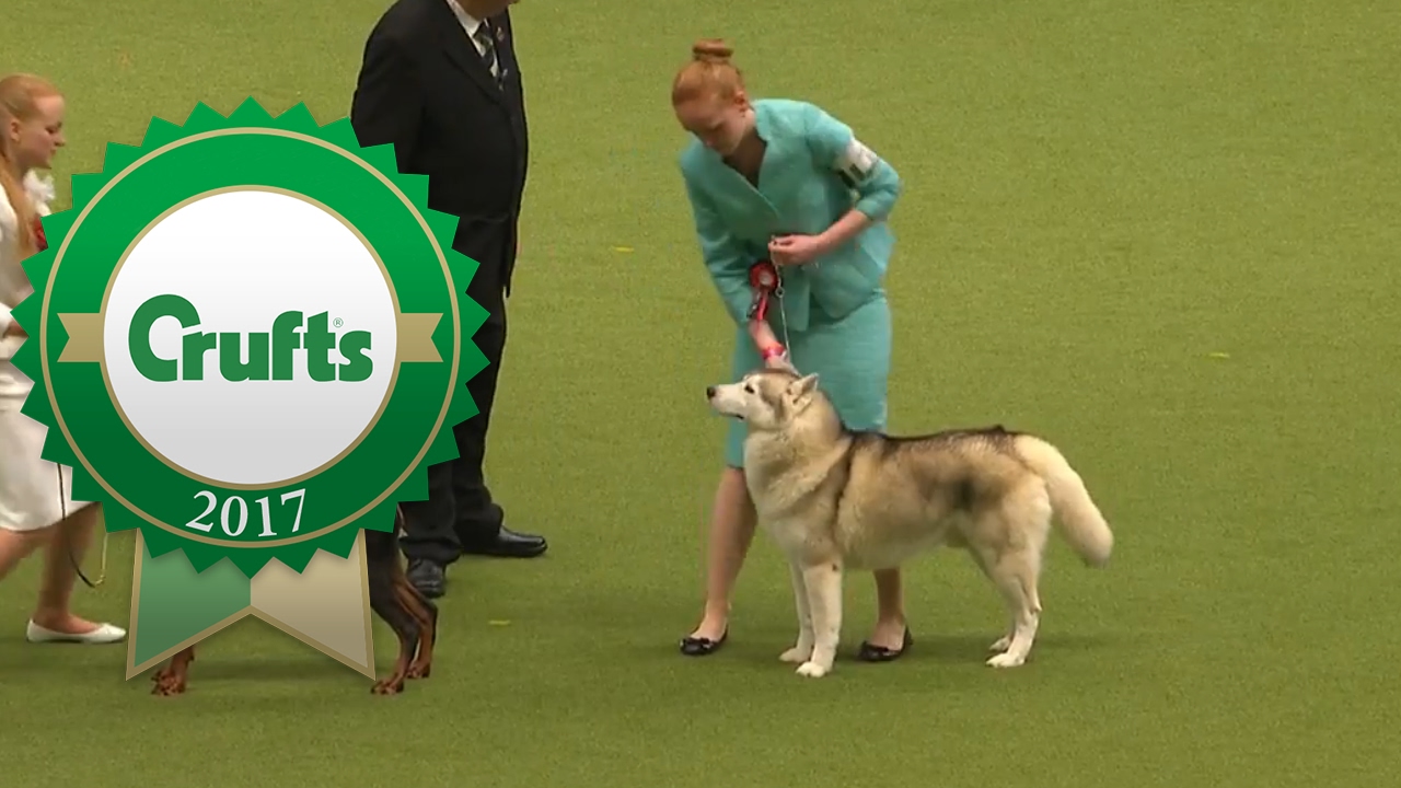 International Junior Handling Final | Crufts 2017