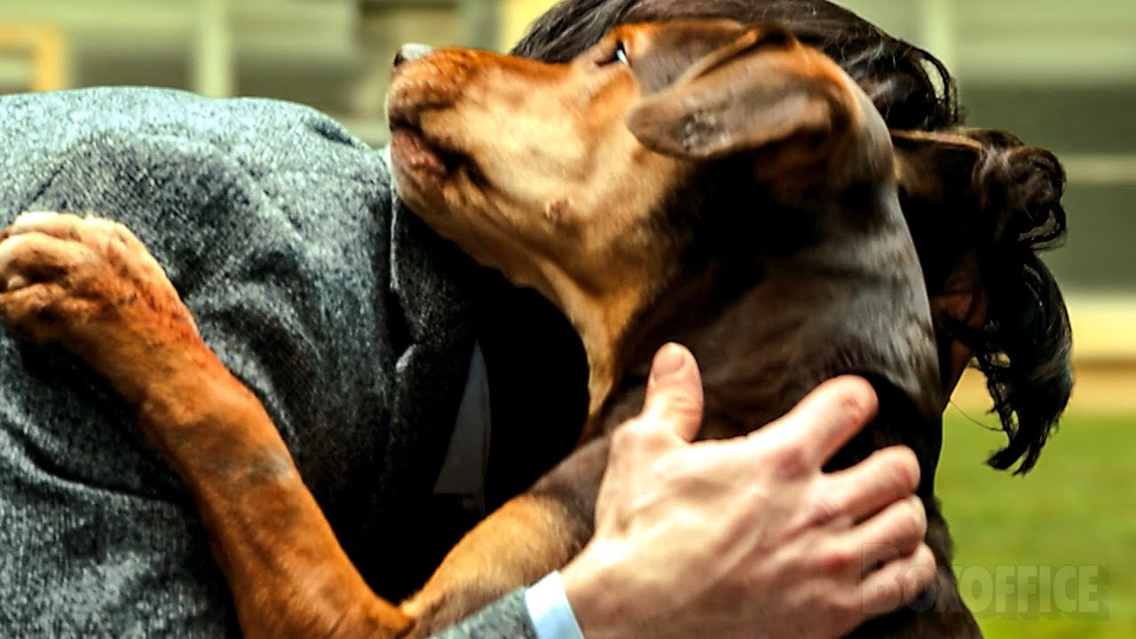 Dieser Hund findet sein Herrchen wieder, den er vor 2 Jahren verloren hat 🥺