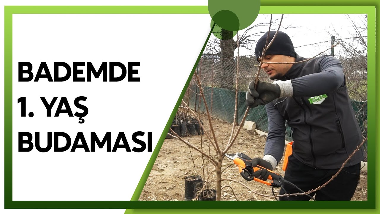 Badem Fidanında 1. Yaş Budaması Nasıl Olmalı?