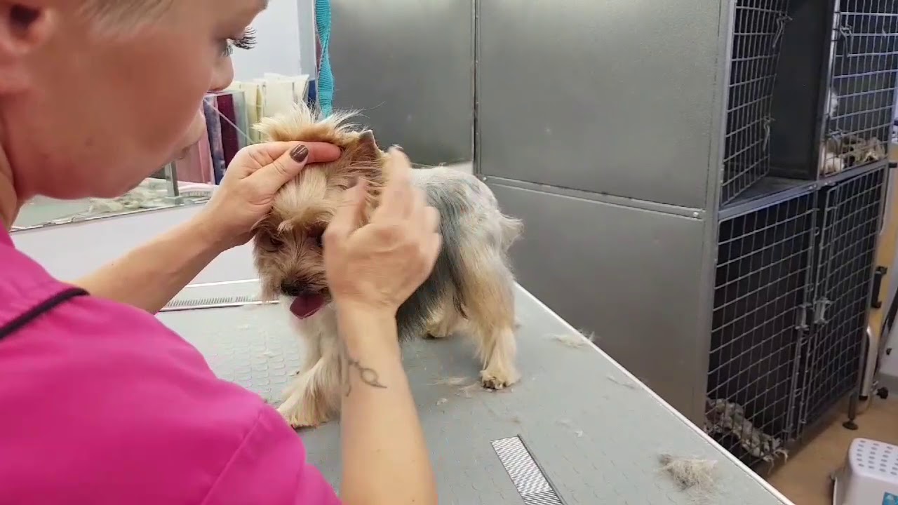Coupe ciseaux sur york (chien très craintif)