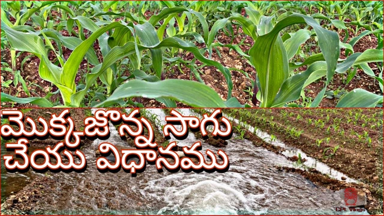 మొక్కజొన్న సాగు చేయు విధానము | Maize cultivation process in telugu | CPL Vlogs