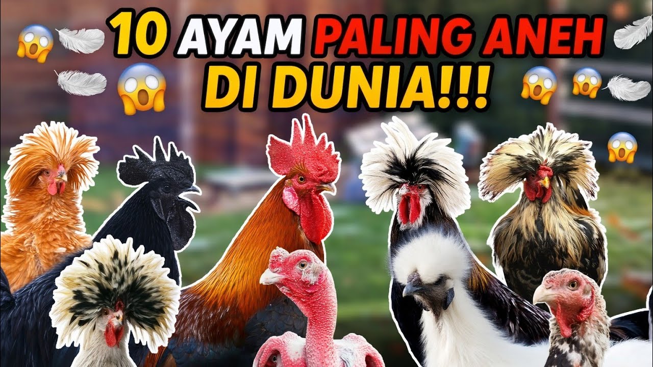 10 Ras Ayam Paling Unik dan Menakjubkan di Dunia | Ada yang Berbulu Hitam Total!