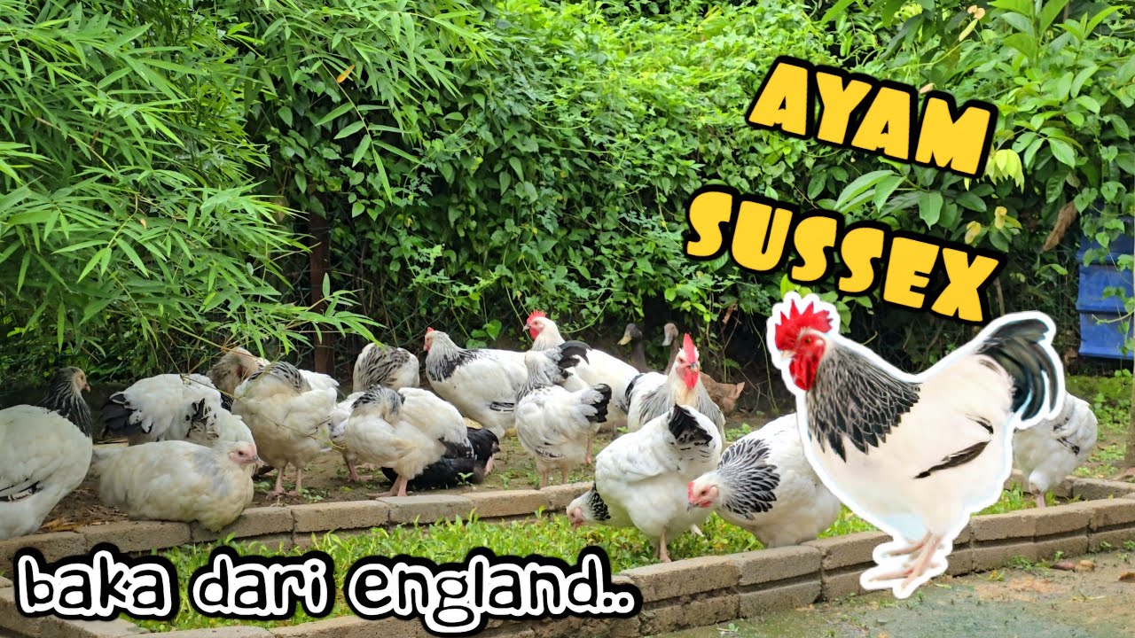 ✅️ AYAM SUSSEX. BAKA AYAM DARI ENGLAND