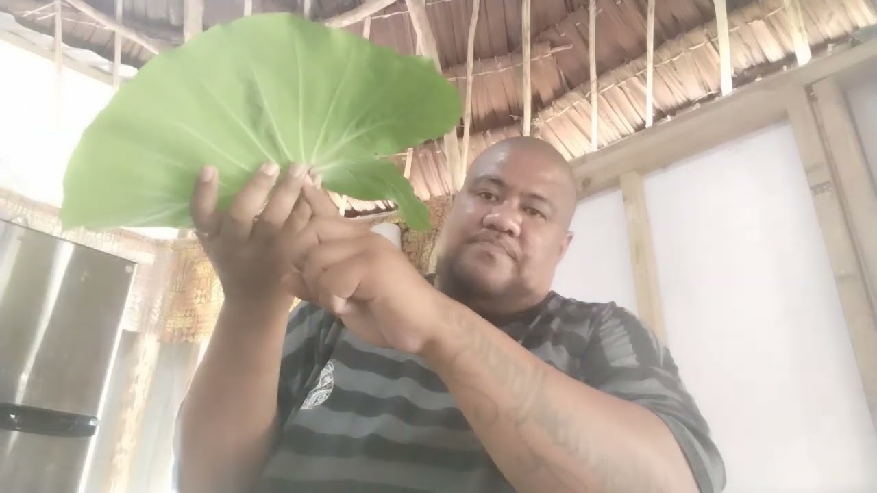 Kota male Faleo'o - Tatou talanoa male Luau-pipi. Manuia le Sapati ❤️