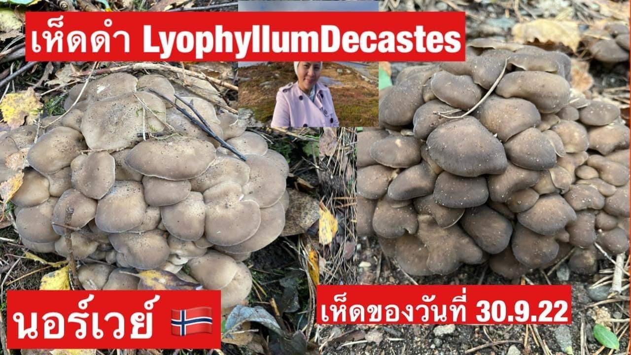 เห็ดดำ, LyophyllumDecastes, เห็ดไก่ทอด,Norway 🇳🇴PoohDamคนรักเห็ดดำ