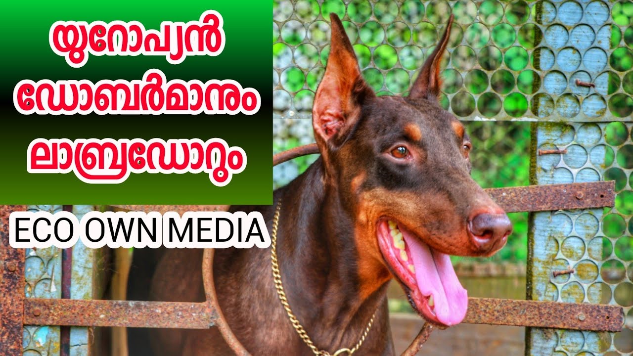 Doberman and labrador | ഡോബർമാനും ലാബ്രഡോറും