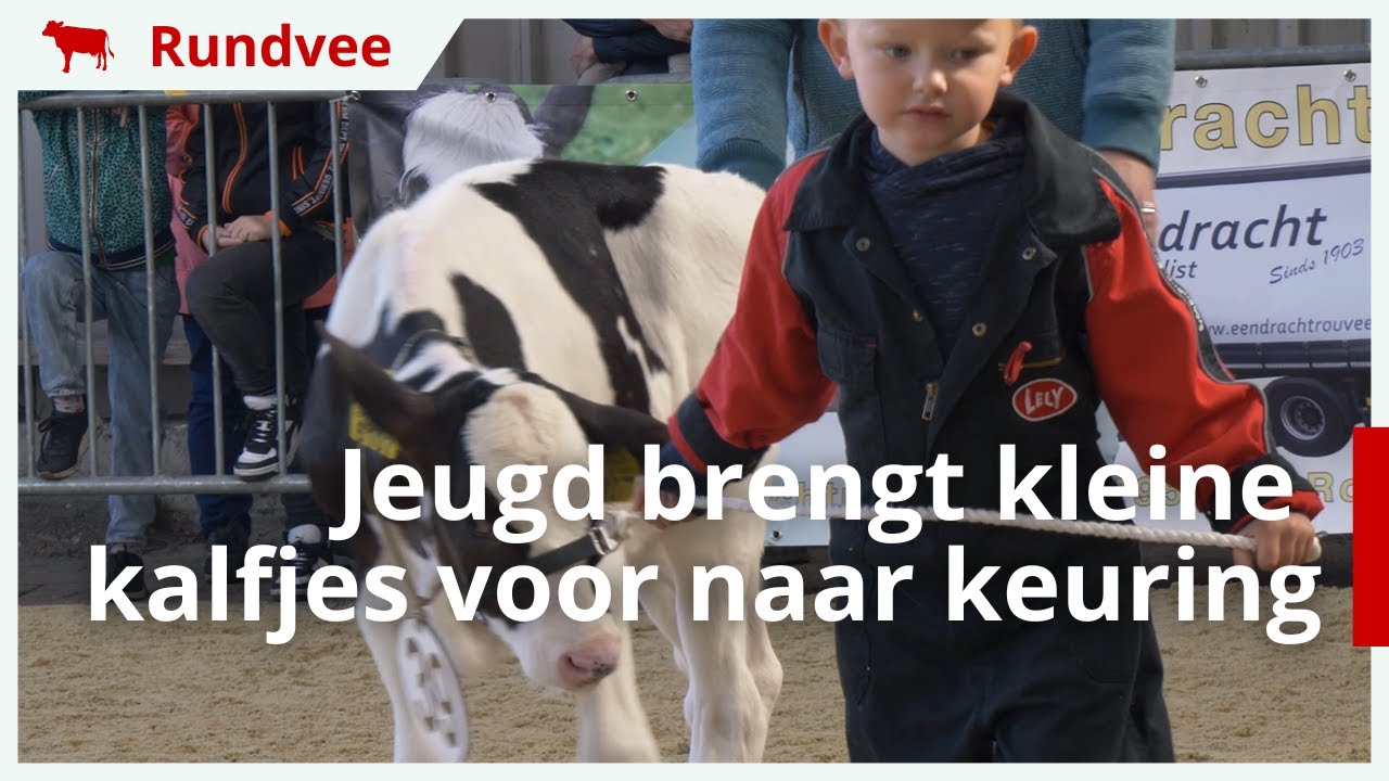 Jeugd brengt kleine kalfjes voor tijdens keuring