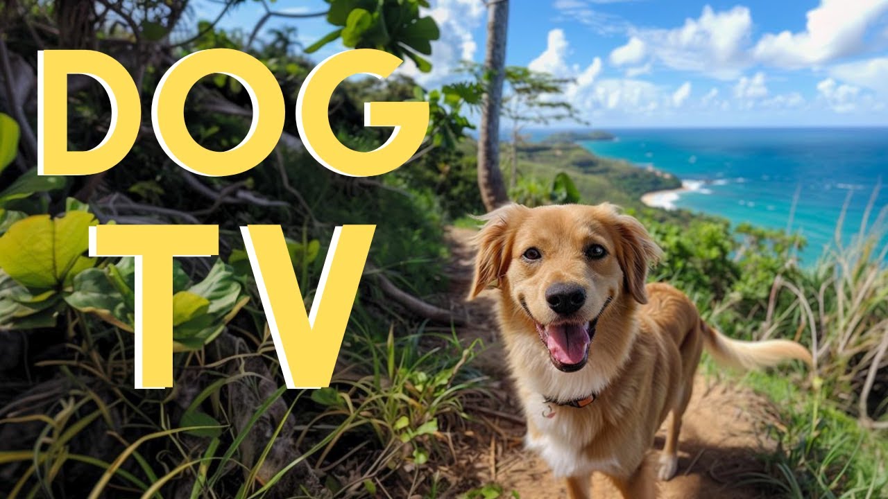 DOG TV For Dogs To Watch: 20 Hour Beach Virtual Hike🌊 With Dog Relaxing Music!