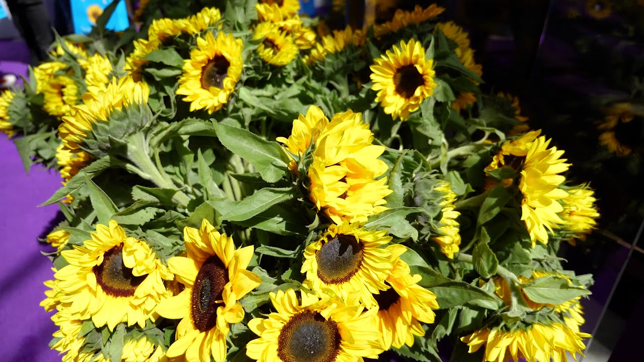 Sunflowers at Wesley LifeForce Suicide Memorial Services