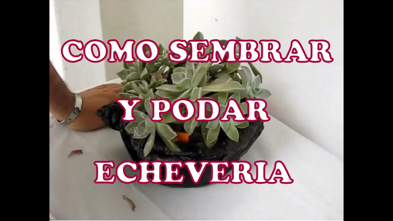 COMO SEMBRAR Y PODAR ECHEVERIA