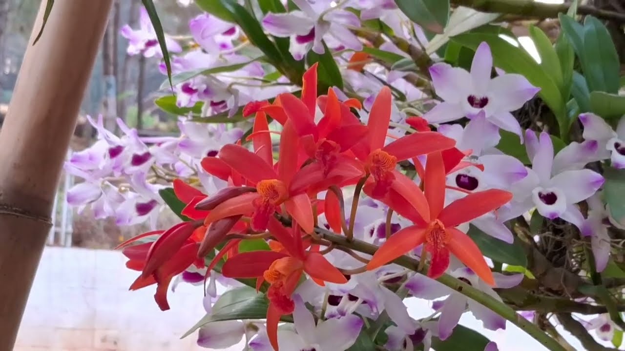 Aprenda a Cultivar Orquídea Dendrobium nobile em tronco de árvores [Se achou bonito deixe o LIKE]