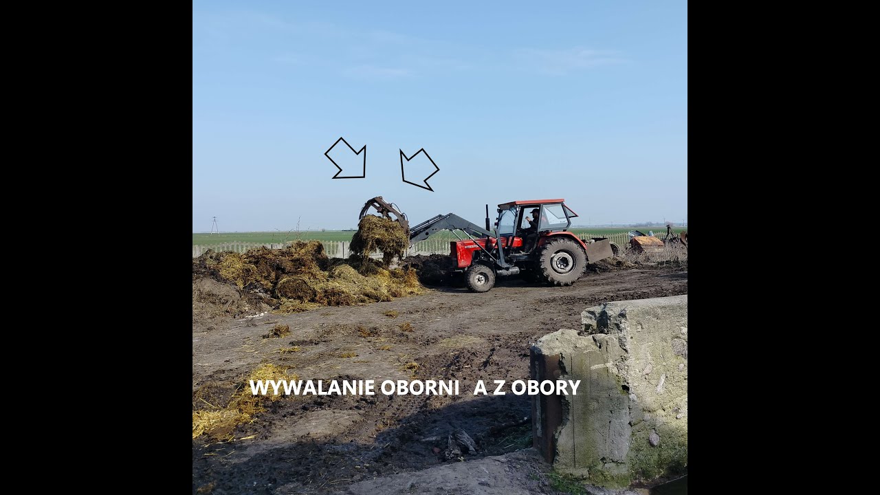 💩Wywóz obornika💩 z obory. 🚨Ursus🚨 w akcji.    OPOROWO     🐄prezentacja byków🐄