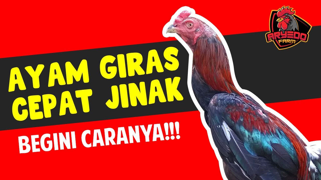 Mau Tahu Cara Gampang MENJINAKKAN AYAM GIRAS ( LIAR )? Ikuti Tips Berikut Ini!