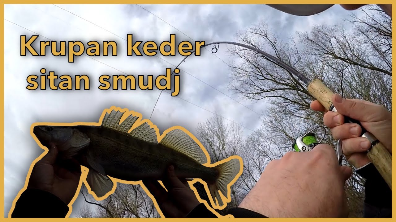 Pecanje Smudja Zivim Mamcima Na Dunavu
