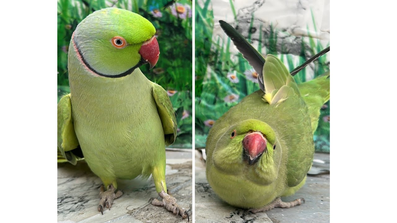 Indian Ringneck Talking Parrot 