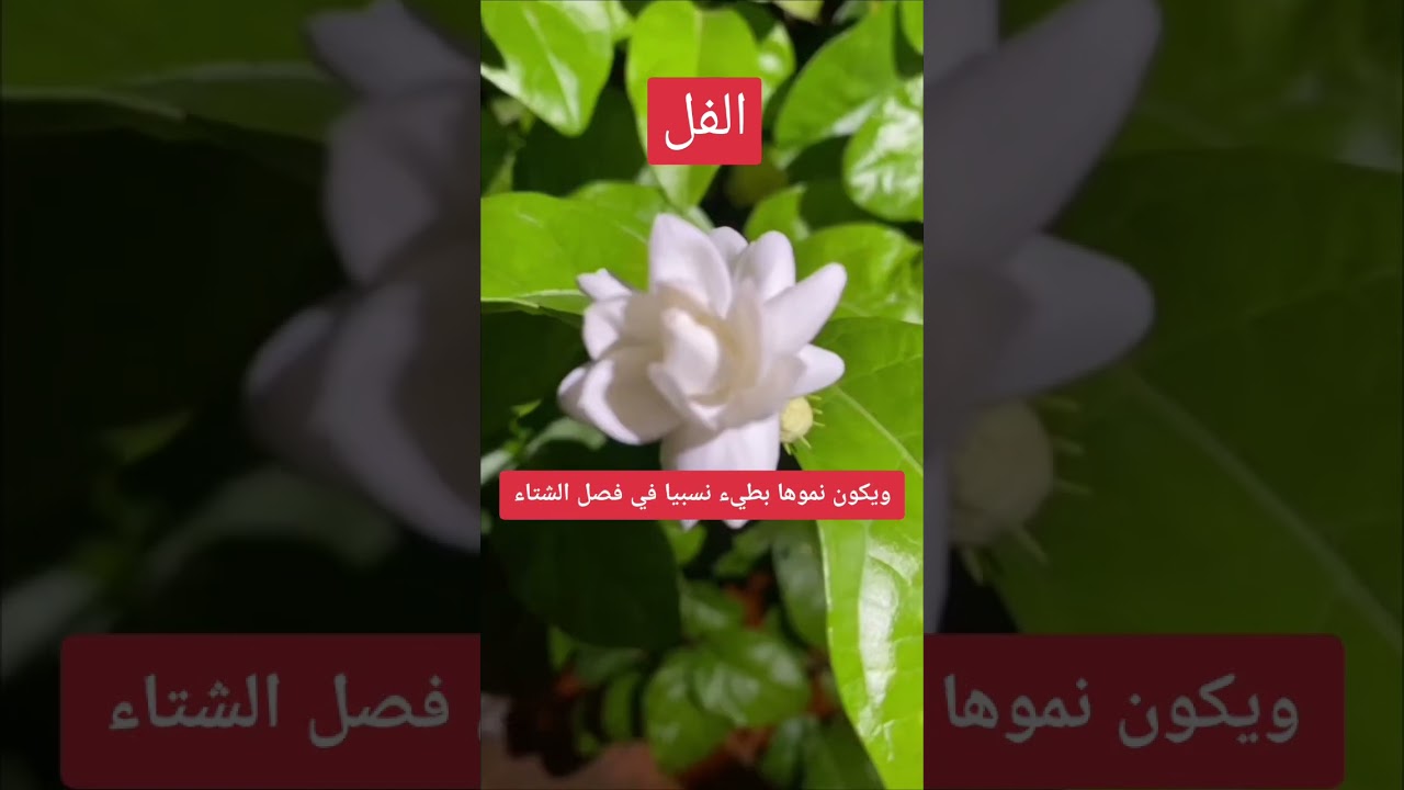 #زراعة #الفل#فل#jasmin