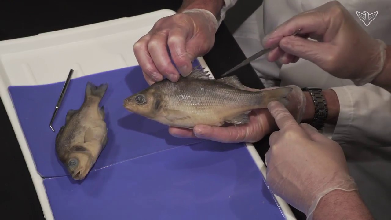 Best Perch Dissection: Part I - External (Jr. High, High School and College Review)