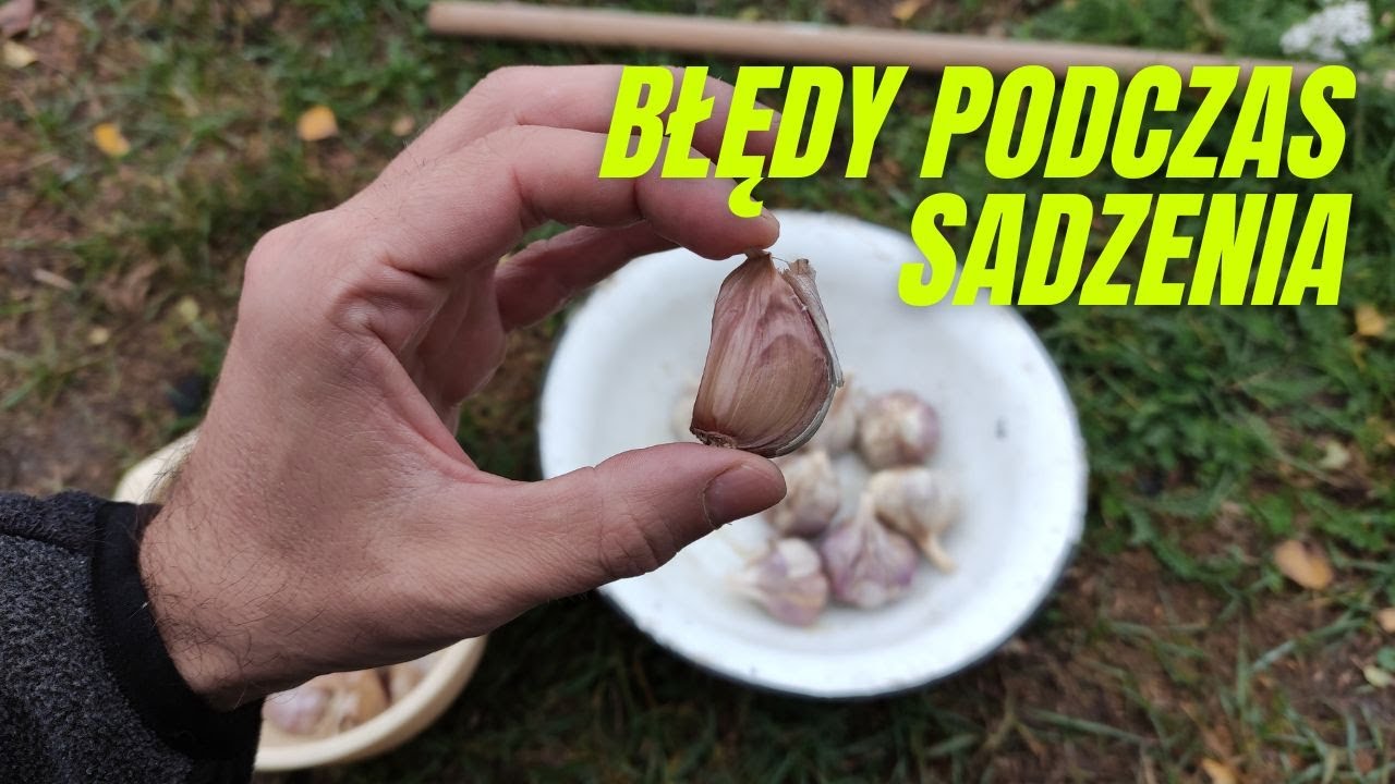 6 błęd&oacute;w podczas sadzenia czosnku