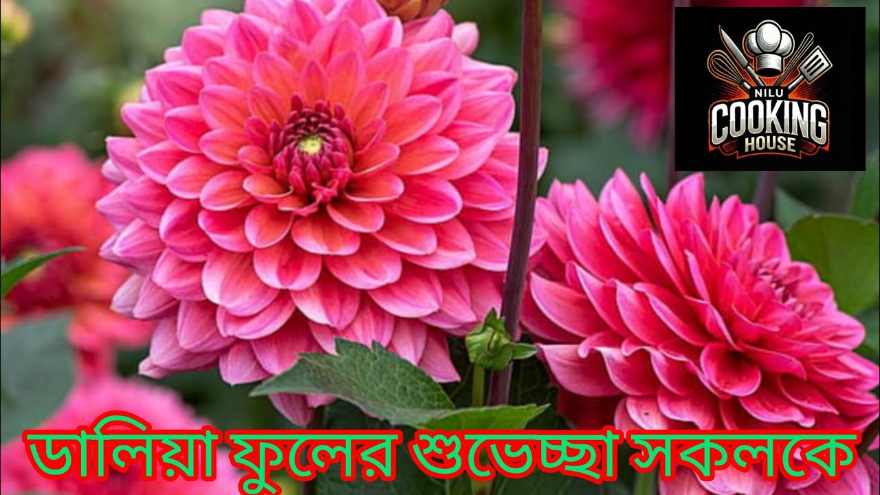সকালের লাইভে সবাইকেস্বাগতম, জলদি জলদি লাইভে জয়েন হয়ে যাও কথা হবে আর হবে বন্ধুত্ব 🌹🌹🌹🌹