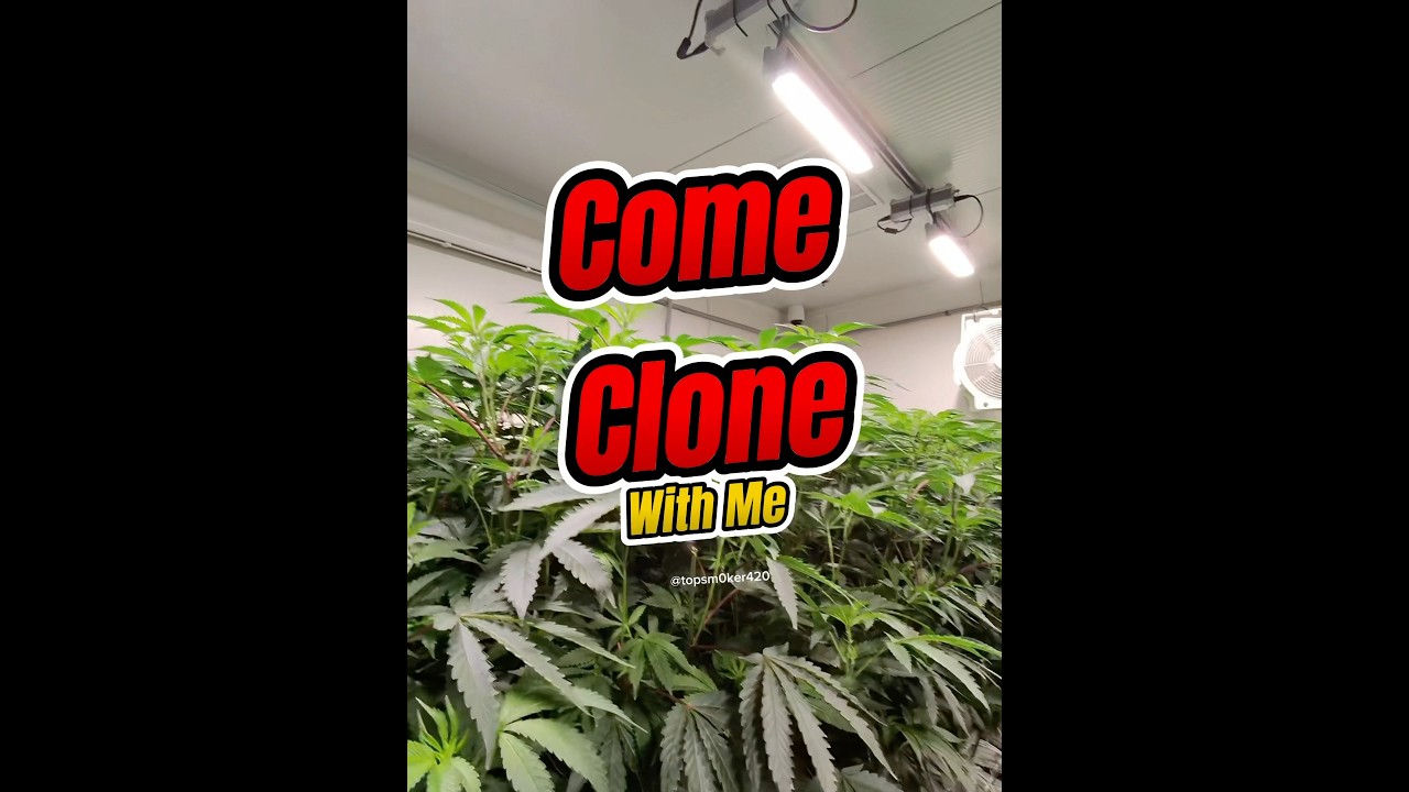 Just another day at the office #explore #clone #teaching #knowledge