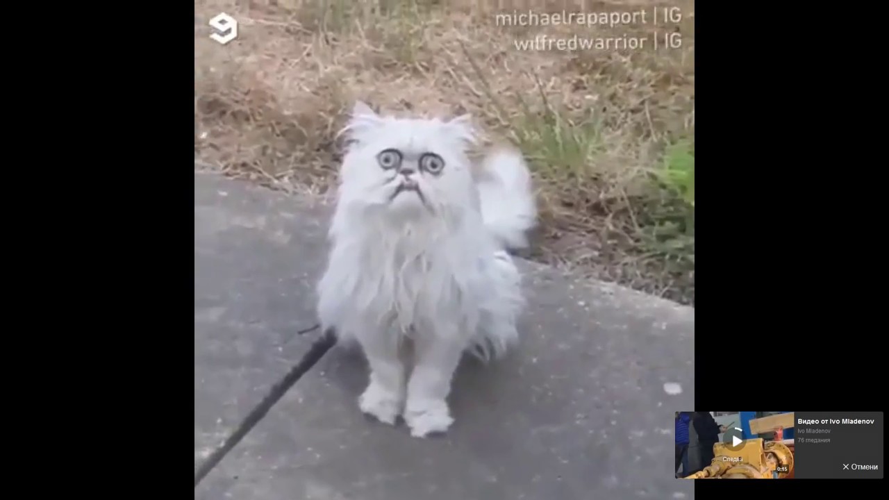 WTF IS THAT ? IS THAT A CAT  ?