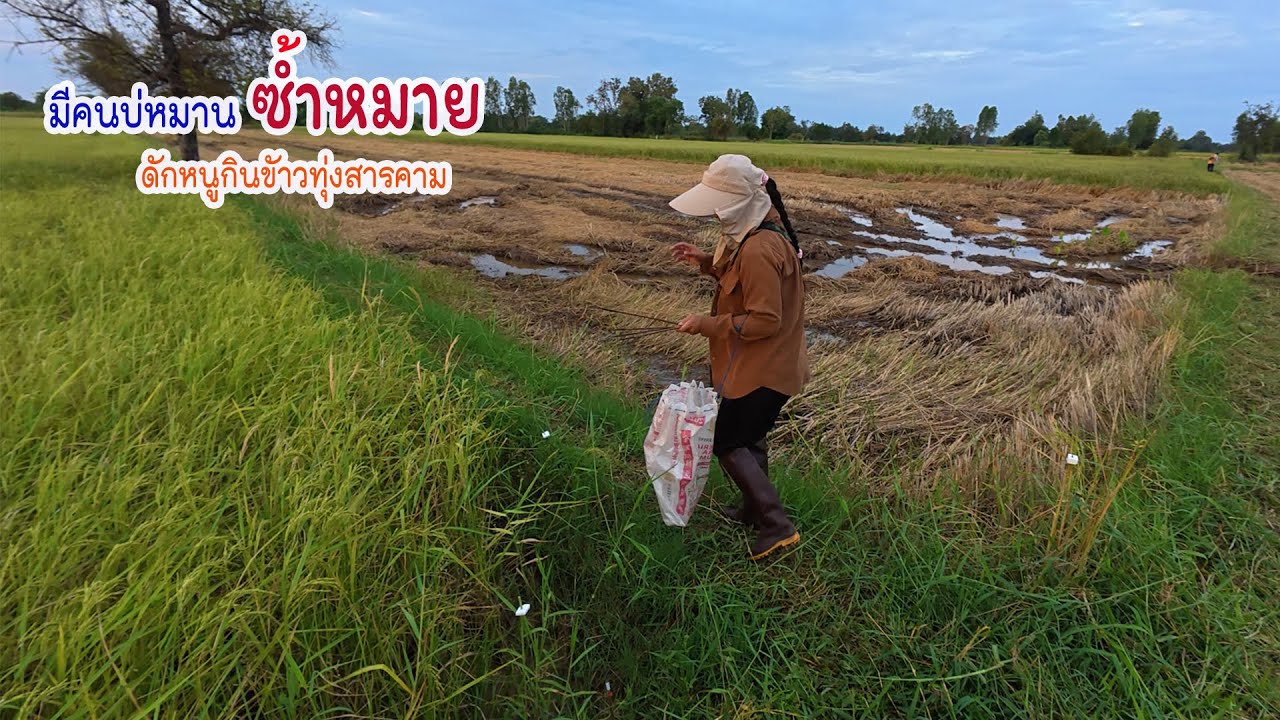ซ้ำหมานเก่ากะยังหมาน ฮ่างบ้วงคืนกินเข้าทุ่งที่สารคาม