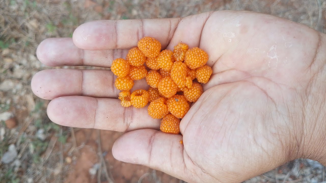शहर हिडेकी चमेली काकी लाई पर्यो ठुलो चिट्ठा भयो काकी धेरै खुशी