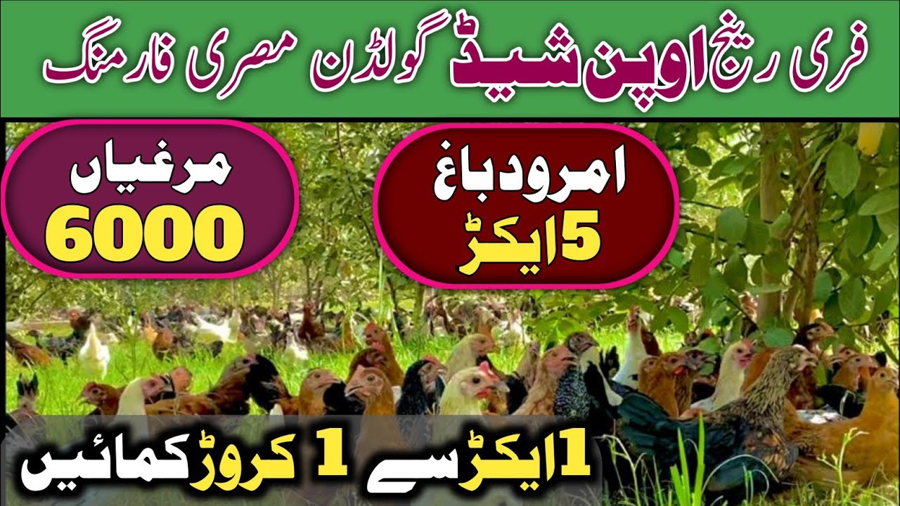 Free Range Golden Misri Hen Farming In Guava Garden
