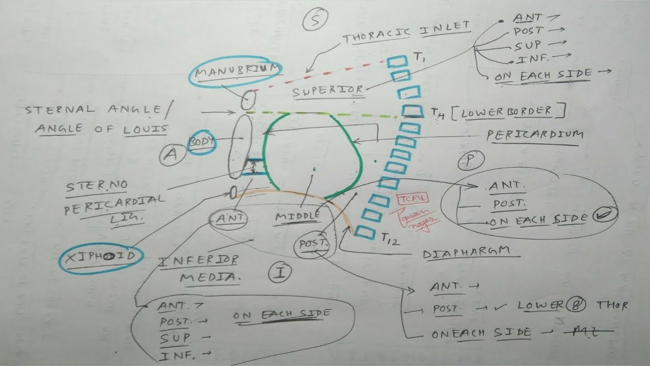 Mediastinum | Part 2 | Boundaries | Thorax Anatomy | The Charsi of Medical Literature