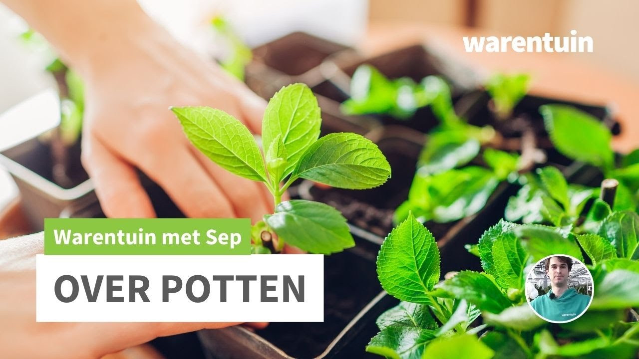 Hulp bij Overpotten