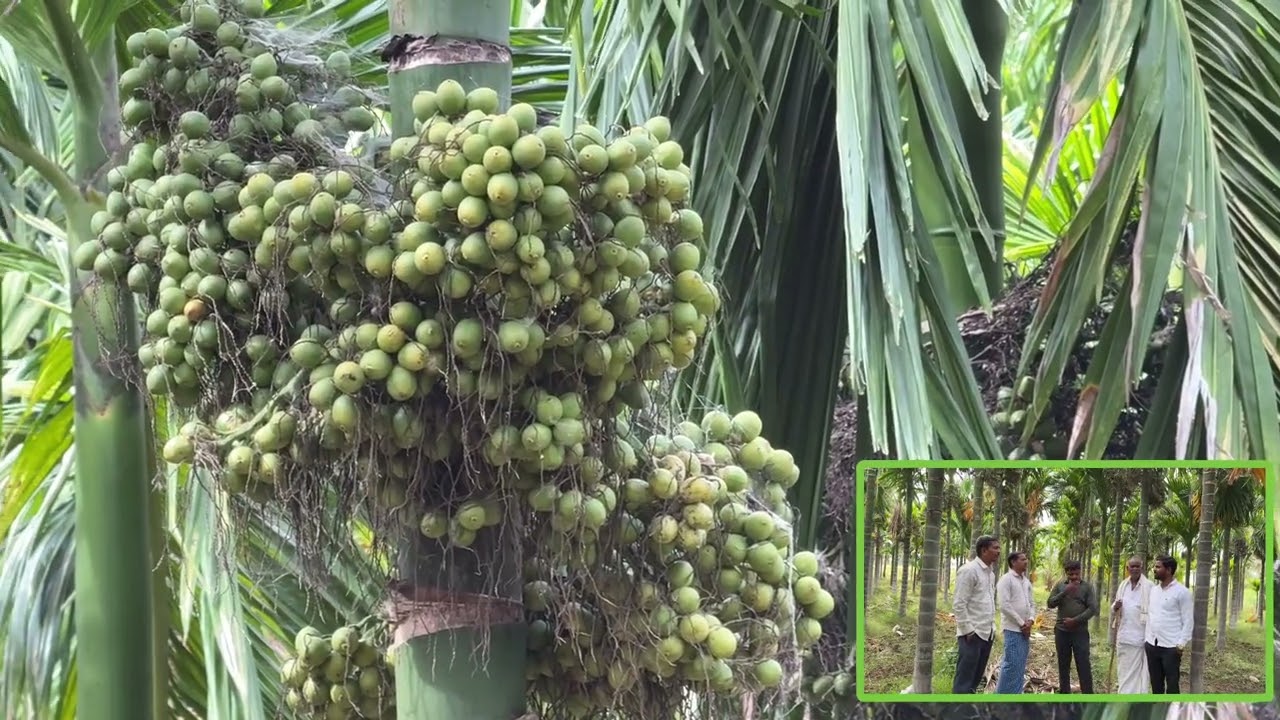 ಅಡಿಕೆಯಲ್ಲಿ ಹರಳು ಹುದುರುವುದು, ಗೊನೆ ಹೂಣಗುವುದು ಮತ್ತು ಹಳದಿ ಎಲೆಗಳಿಗೆ ಪರಿಹಾರವನ್ನು ವಿವರಿಸಿದ ರೈತ | 9108919369