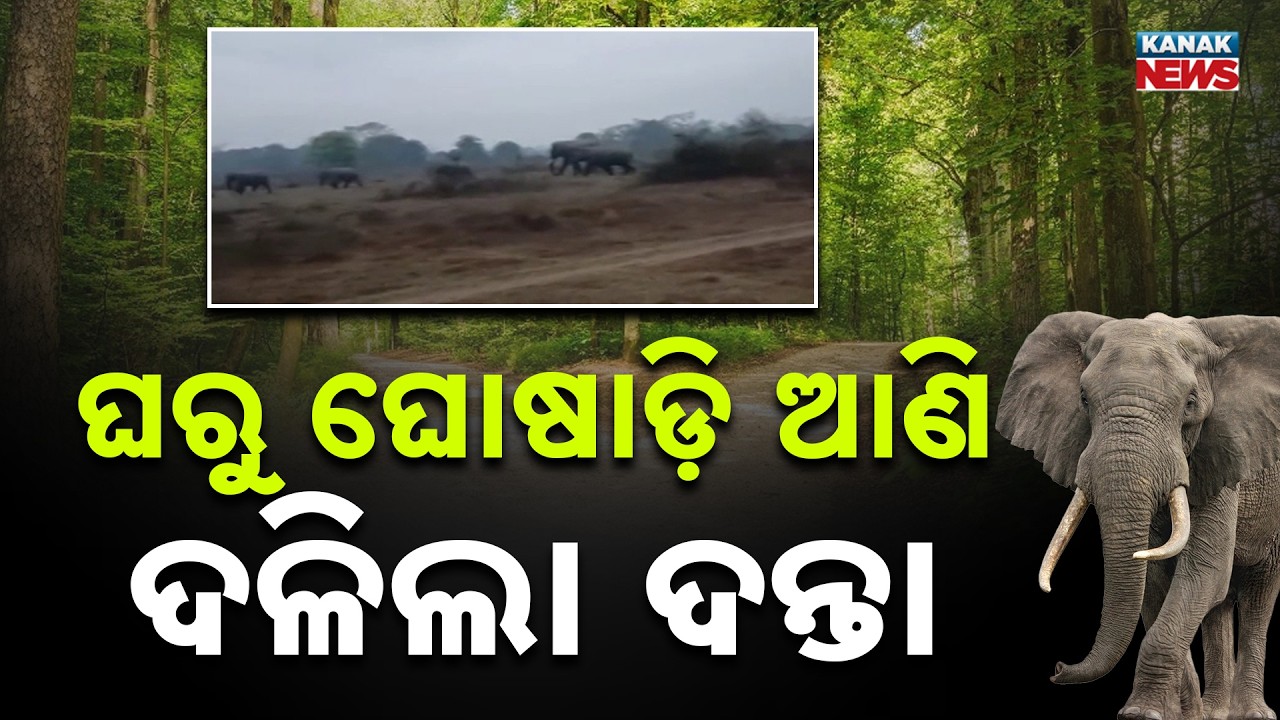 Elephant Herd Kills Youth Inside Home in Dhenkanal, Villagers Panic