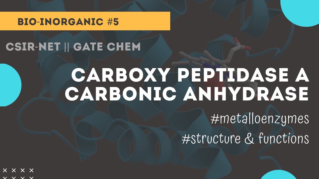Carboxy peptidase A | carbonic anhydrase | bioinorganic ~Chemicos academy