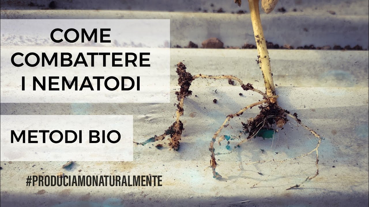 Come Combattere i Nematodi