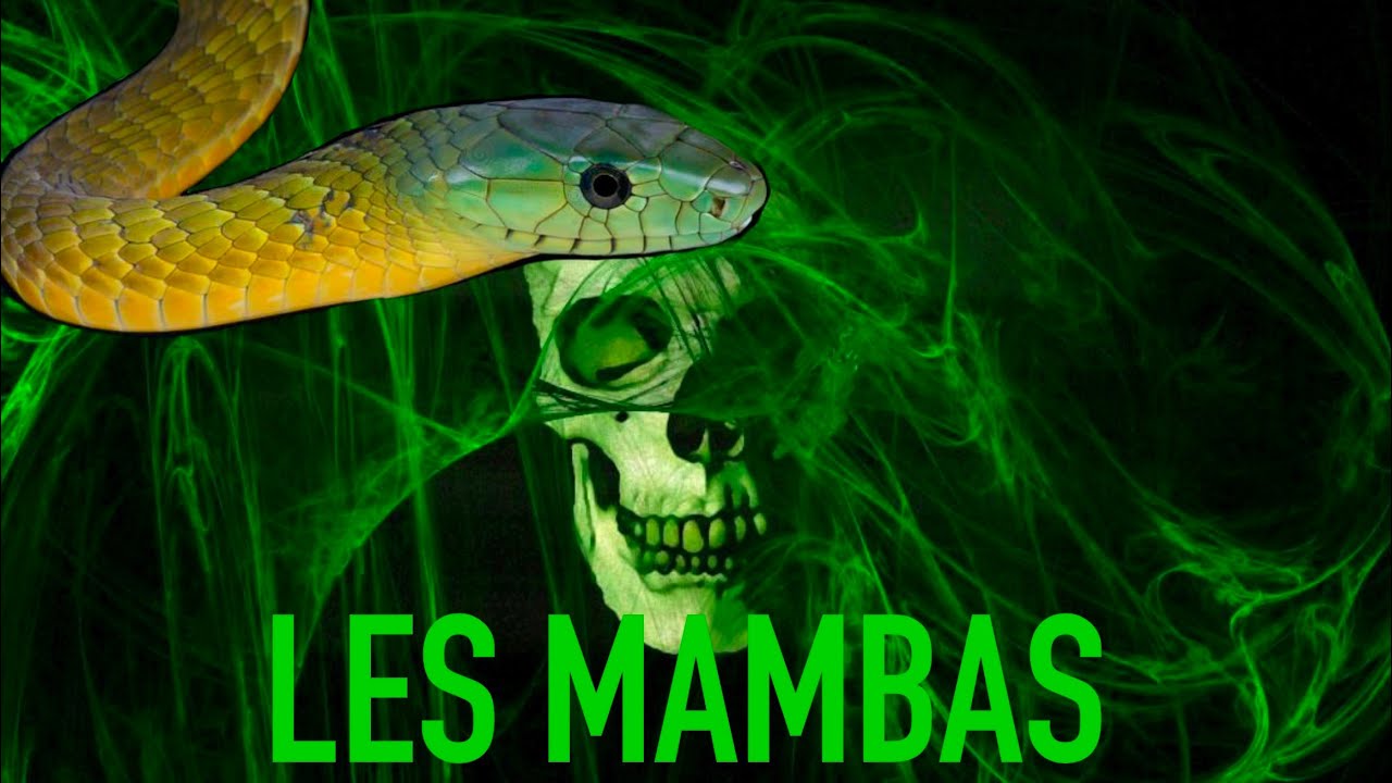 Les serpents du genre Dendroaspis