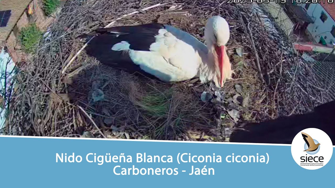 🔴 Nido Cigüeña Blanca (Ciconia ciconia) Carboneros - Jaén