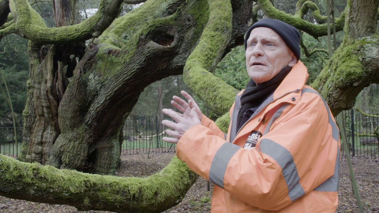 2019 Tree of the Year UK - The Allerton Oak