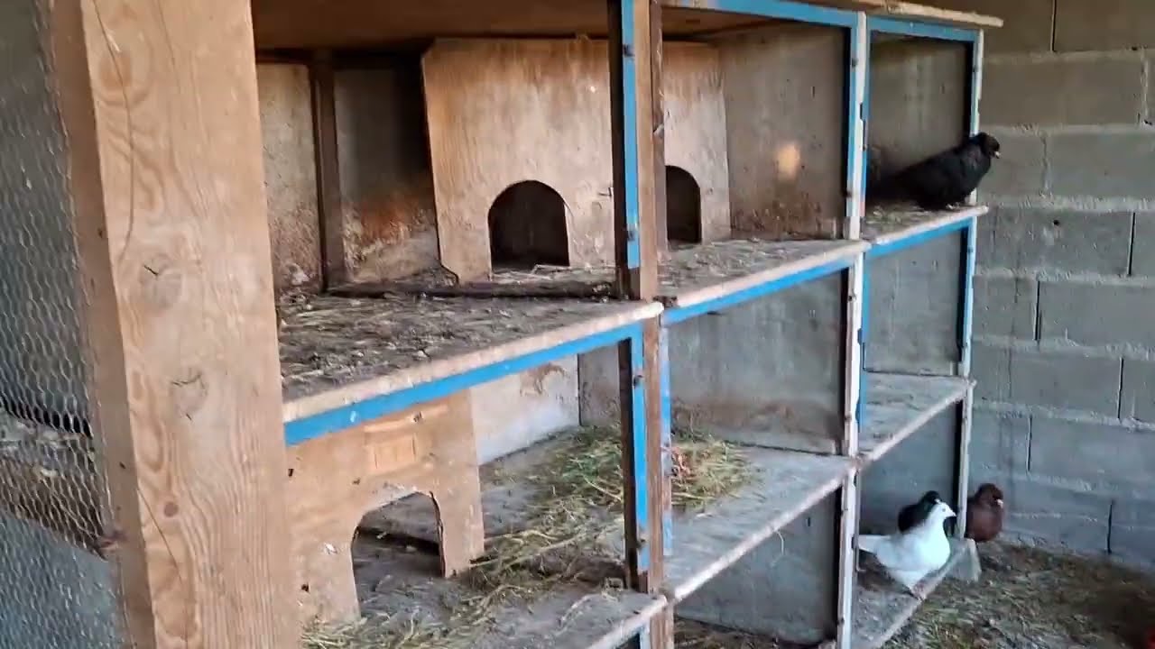 Installation des nids pour les pigeons !!