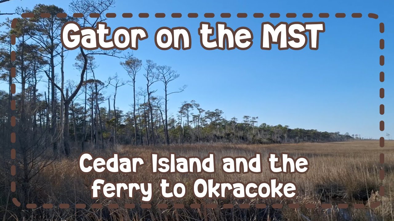 Gator on the Mountain to Sea Trail: Cedar Island National Wildlife Refuge and the ferry to Okracoke