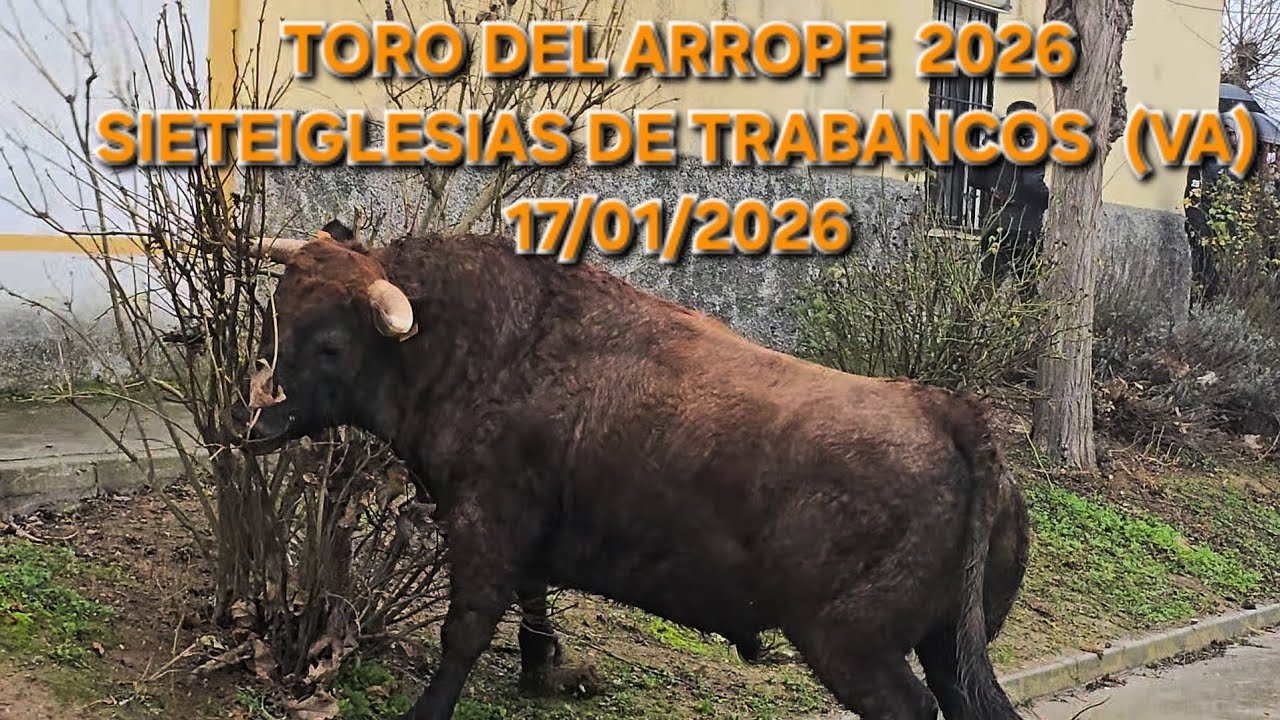 ❄️🐂Toro del Arrope 2026❄️🐂 Sieteiglesias de Trabancos (VA) 17/01/26 #tradiciones #toros