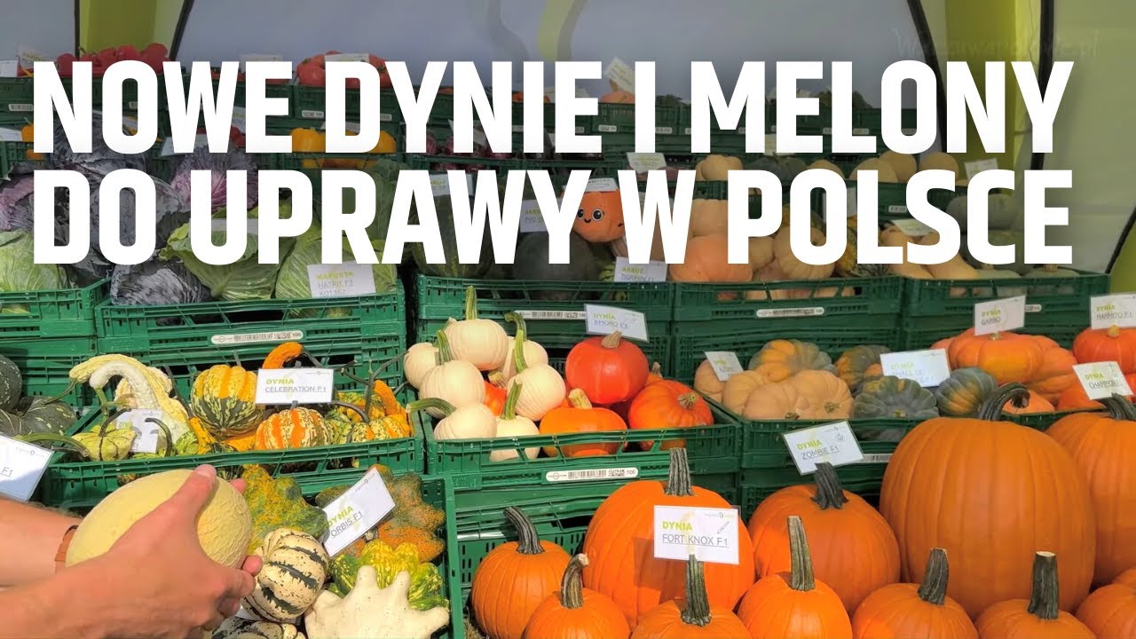 Nowe dynie i melony do uprawy w Polsce - propozycje od Argenta Sedes